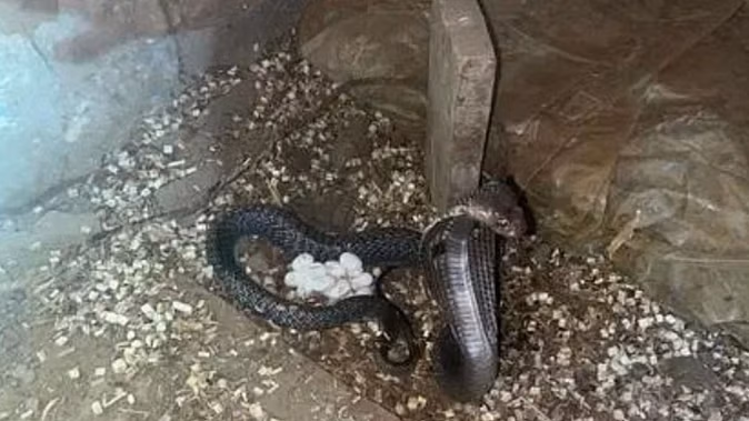 Successful rescue of Cobra -hose with 42 eggs in gangapur, and then left in a safe forest