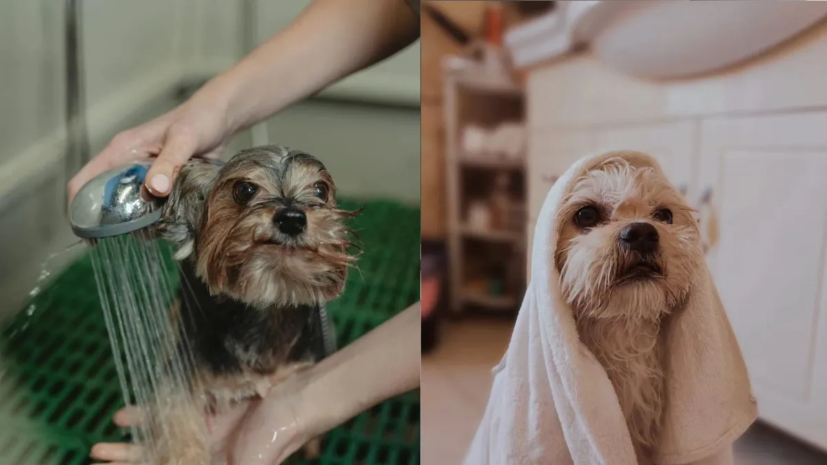 Best shampoo for dogs: Choose from soft and natural options