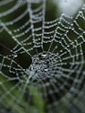 The world’s 9 deadliest spiders