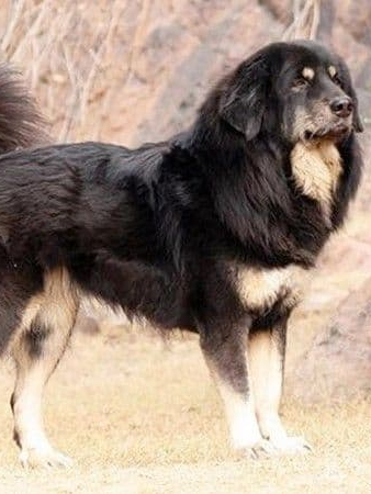 10 indigenous racial dogs in India