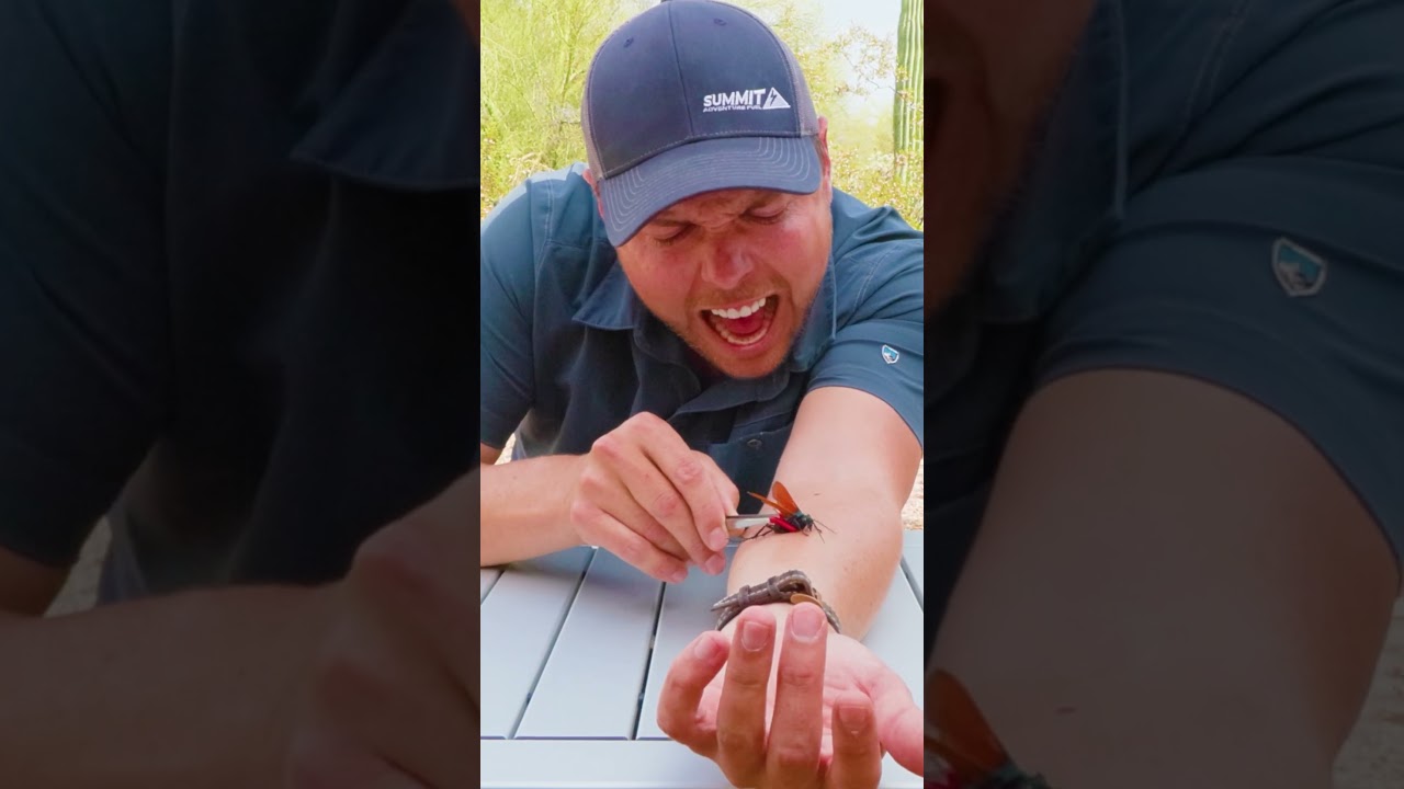 I Let The Most PAINFUL Wasp in America Sting Me – ryan