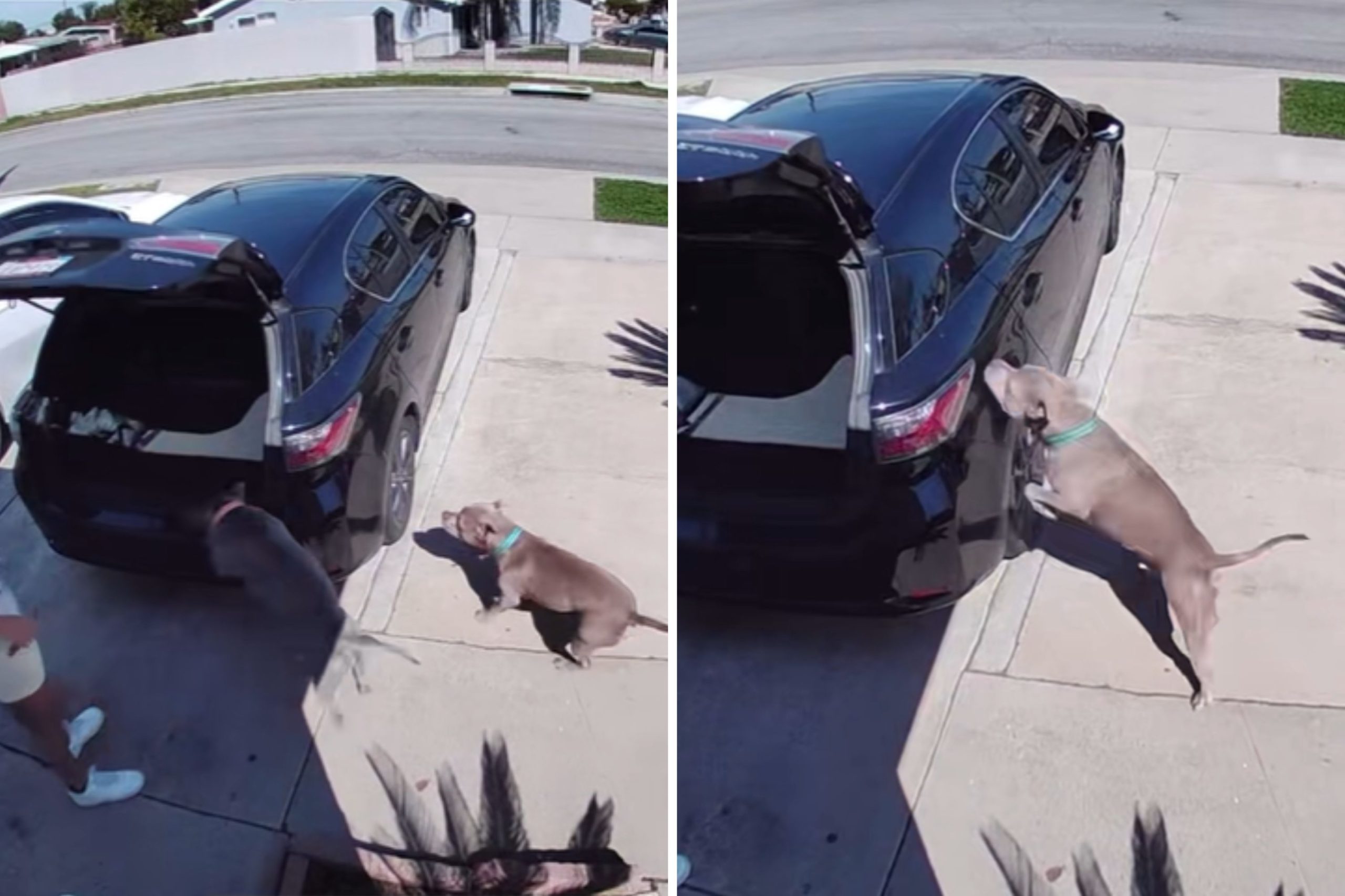 Dog Hilariously Fails To Jump Into Car Trunk, and It’s All Caught on CCTV – ryan