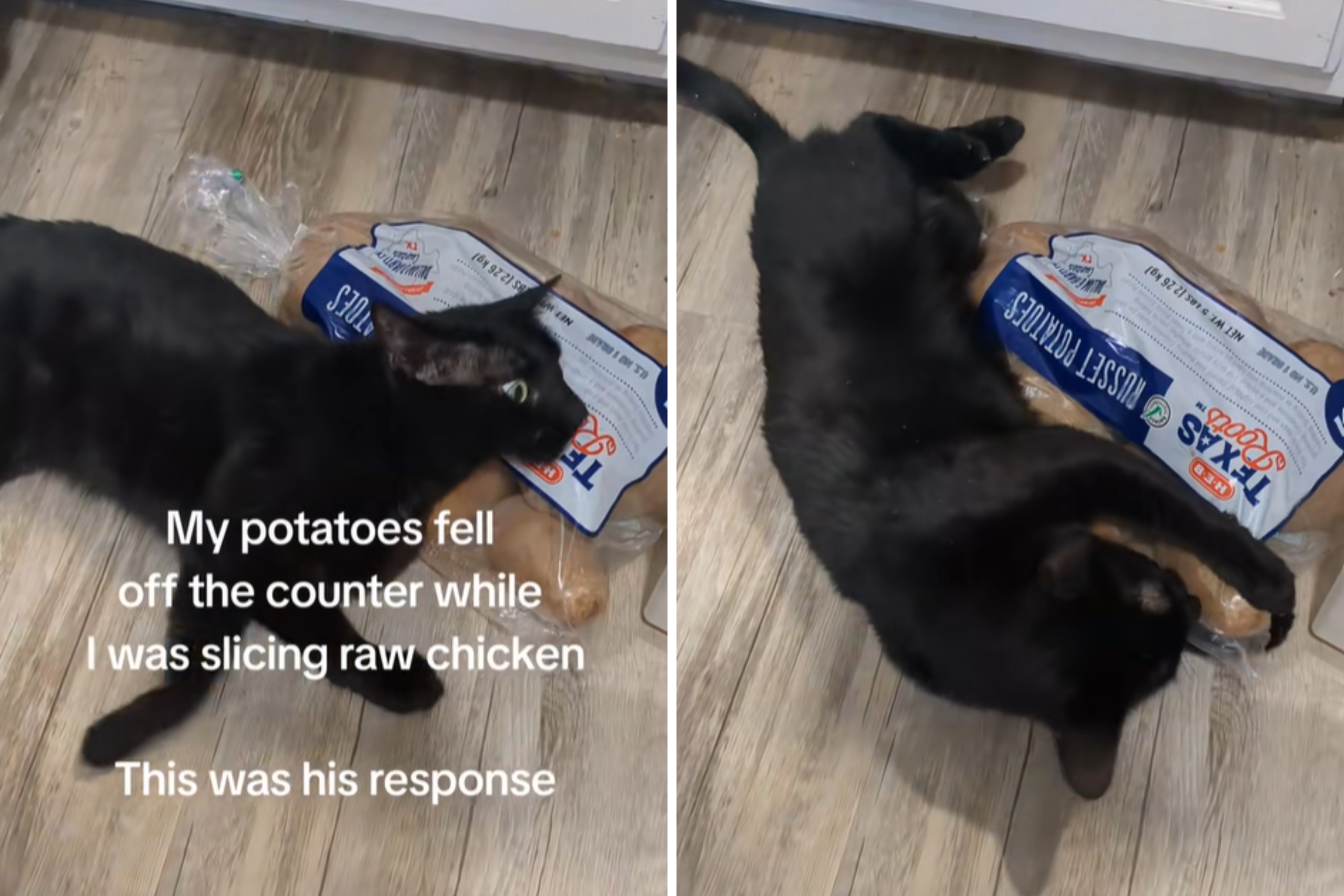 Cat Owner Drops Potatoes on Floor, Panic As She Realizes Her Mistake – ryan