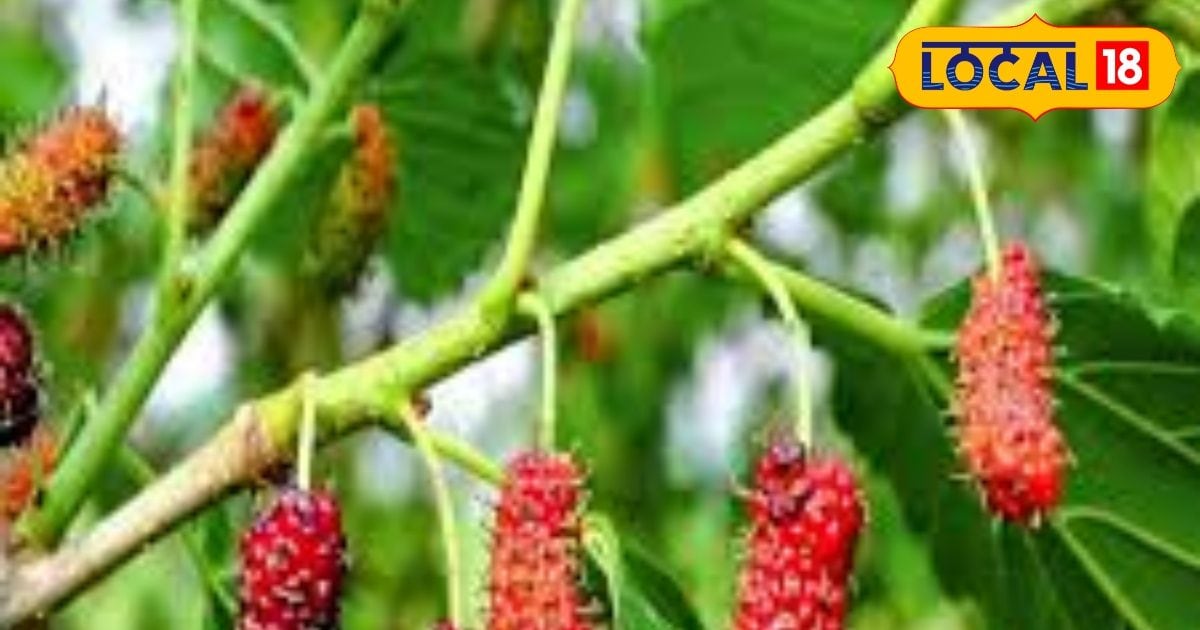 Do you need body cleaning? Eat these three colored fruits, rich in vitamin-alkicium