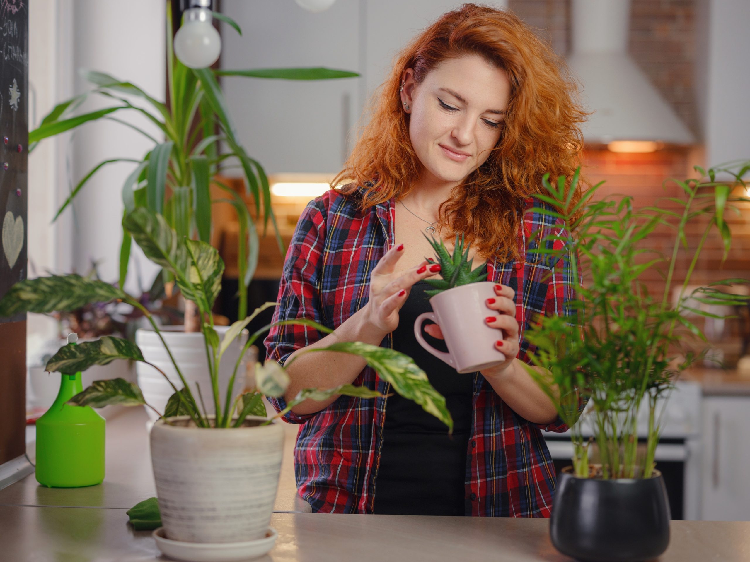 Scientists Reveal the Four Types of Plant Owners – ryan