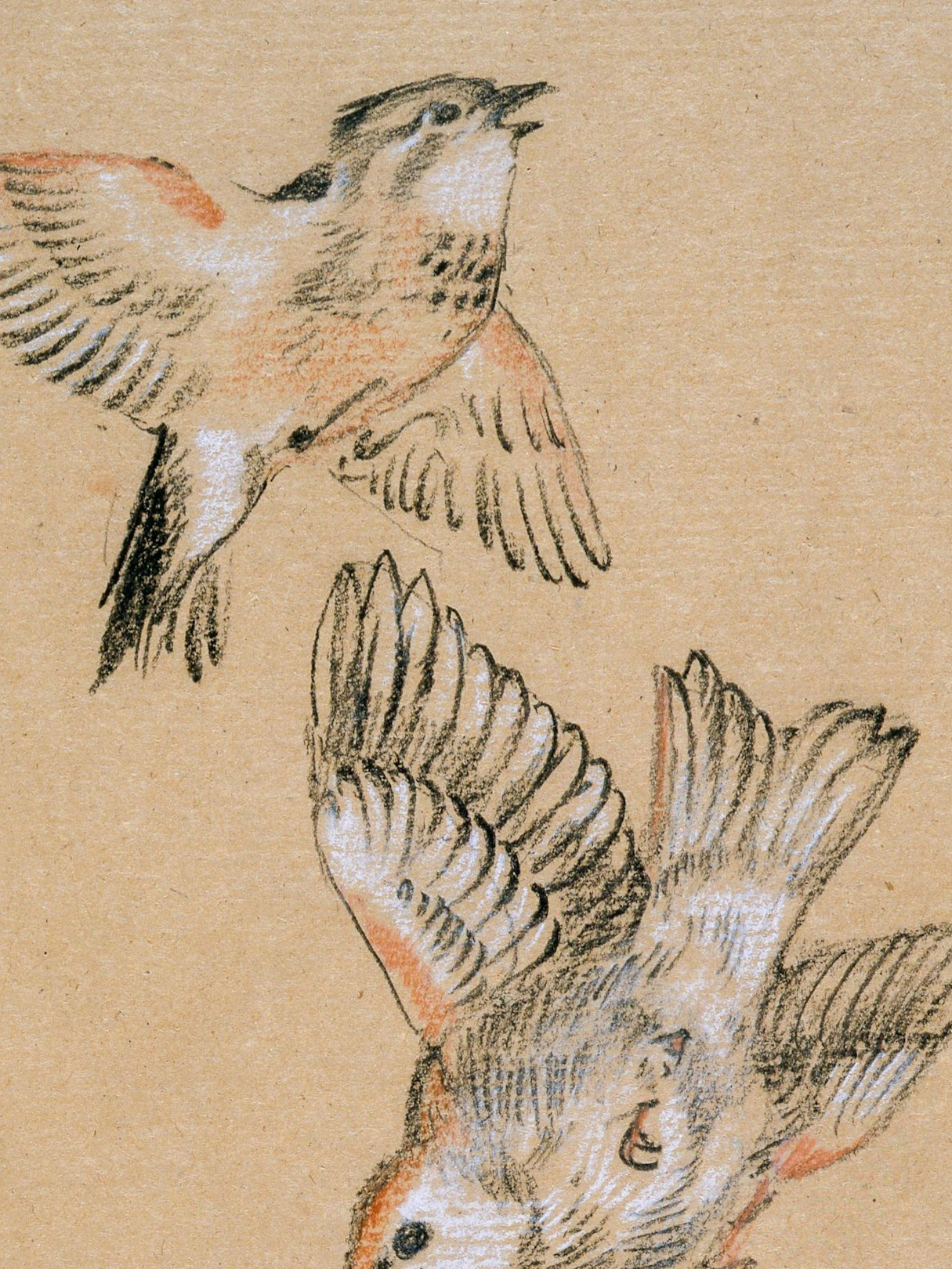 10 extinct birds from the world