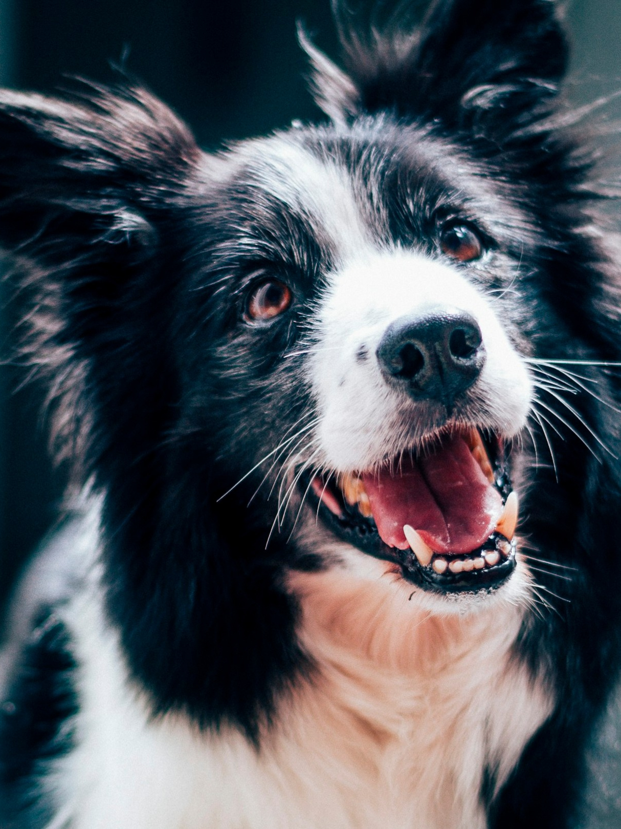 What to do if the dog bites the throat or face?