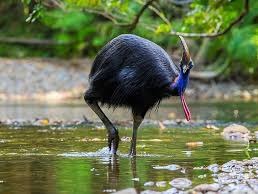 The ten largest bird in the world