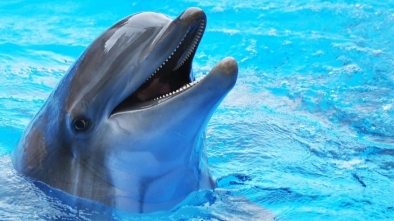 Google has developed a smart model to communicate with dolphins and understand its language – ryan