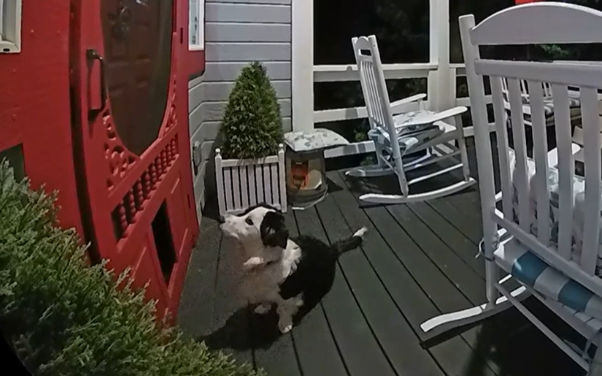 Woman Hears ‘Loud Banging,’ Can’t Believe What Doorbell Cam Reveals – ryan