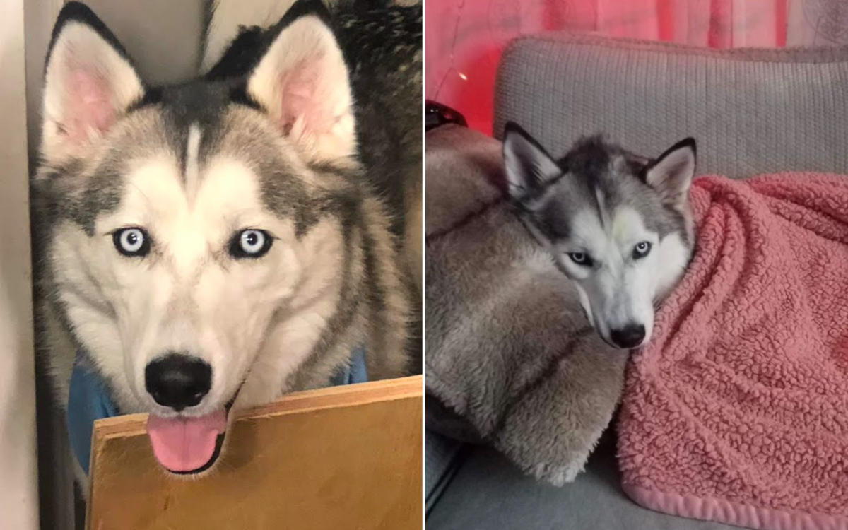 Couple Adopts Dog To Join Family of Huskies—6 Months Later, Tragedy Hits – ryan