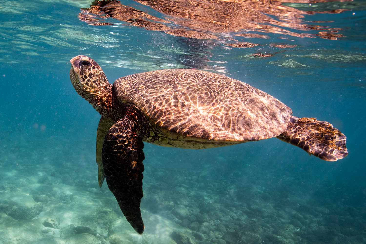 Trump Administration Allows Commercial Fishing in Home of Endangered Turtles – ryan