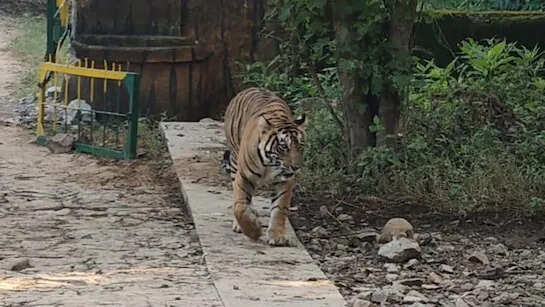 Congratulations in Sawai Madhopur, Rajasthan: ‘Sultana’ of Tiger Century gave Cubs for the fourth time, know how much tiger number has happened now