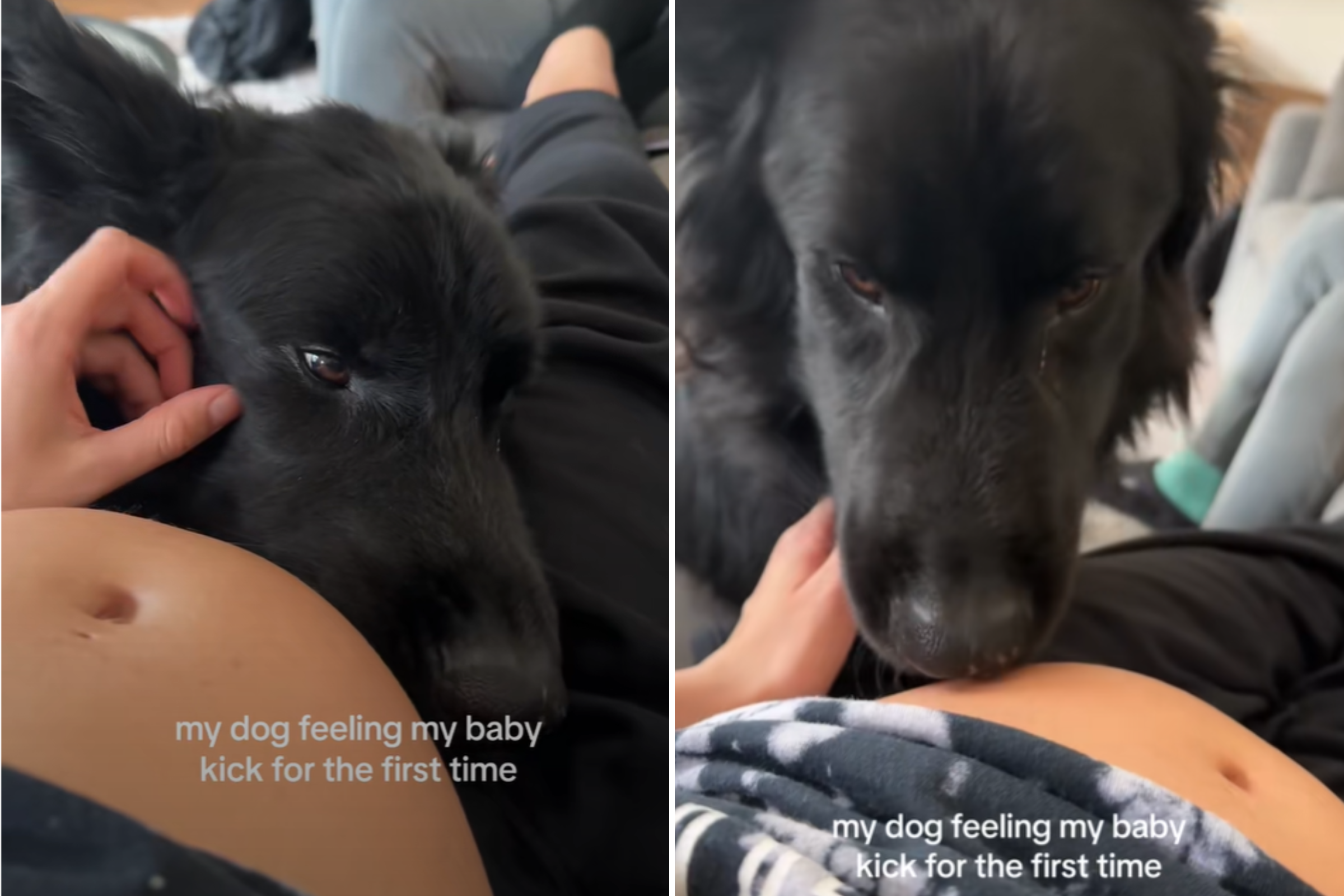 German Shepherd Feels Baby Kick for First Time, Tears at What He Does Next – ryan