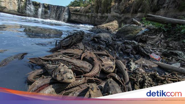 DLH Bogor unveiled the findings about the viral fish in Situ Rawa Jejeg