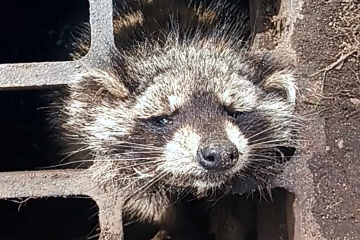 Laundry Pods Save Life of Raccoon Stuck in a Mass. Storm Drain – ryan