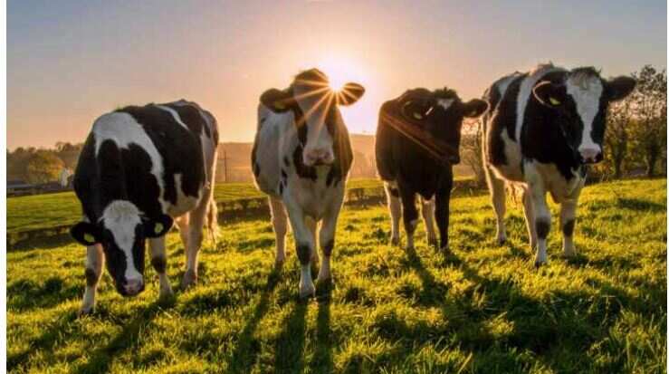 This woman had trouble becoming a mother, a unique idea came after seeing pregnant cows