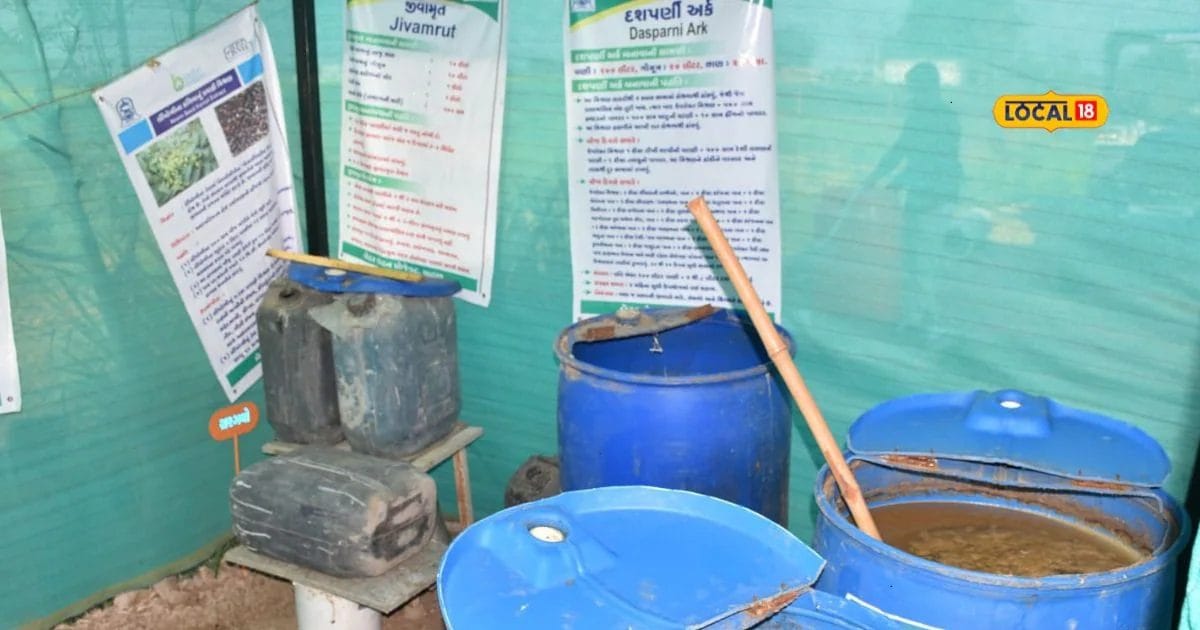 Such a solution is prepared for £ 60, which is gold in the fields! The crop is growing …