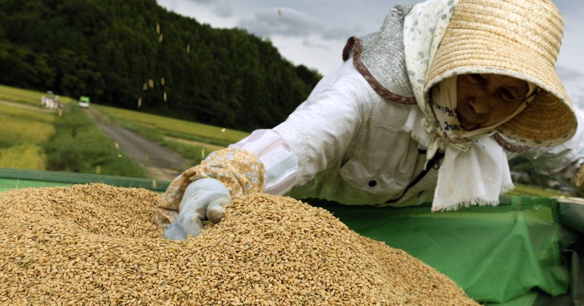 Japan is considering increasing US rice imports as part of fees negotiations