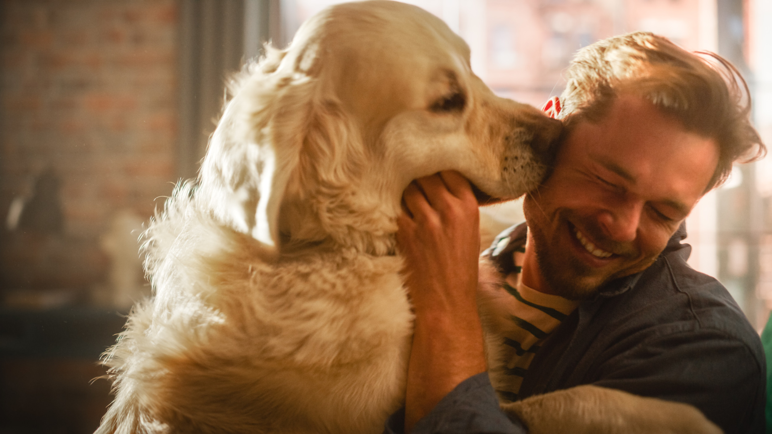 Viral Moment Golden Retriever Can’t Contain Affection for Owner Explained – ryan