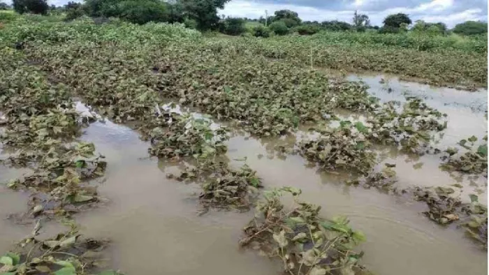 Jharkhand again: Farmers in Jharkhand are disturbed by weather, vegetables rot in countries, mango crops are also wasted -Jharkhand again today April 20 vegetable crop damage DMage as a result of hail storms and rain mango buttons fell