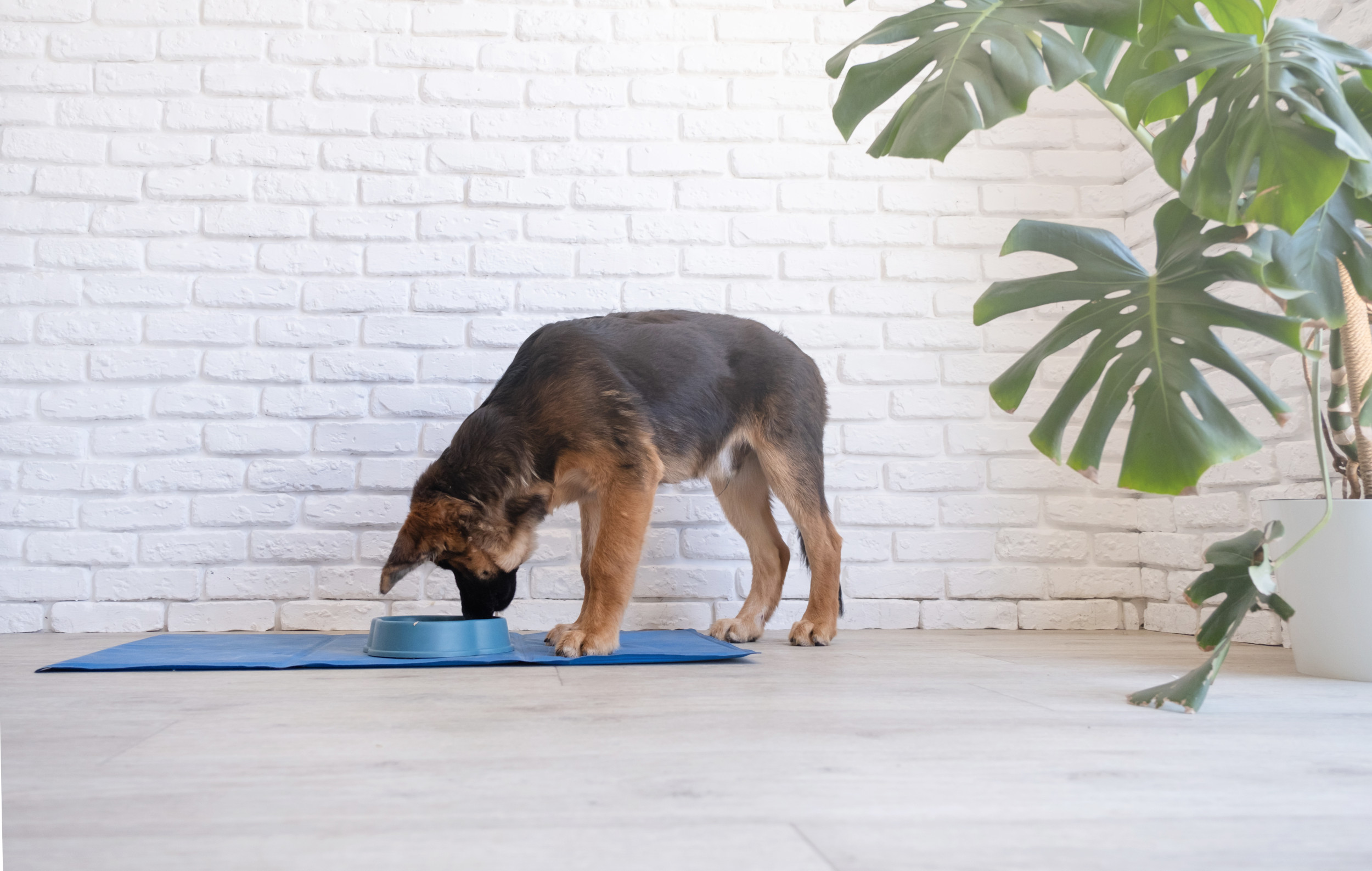 Way German Shepherd Puppy Drinks Their Water Has Internet in Stitches – ryan