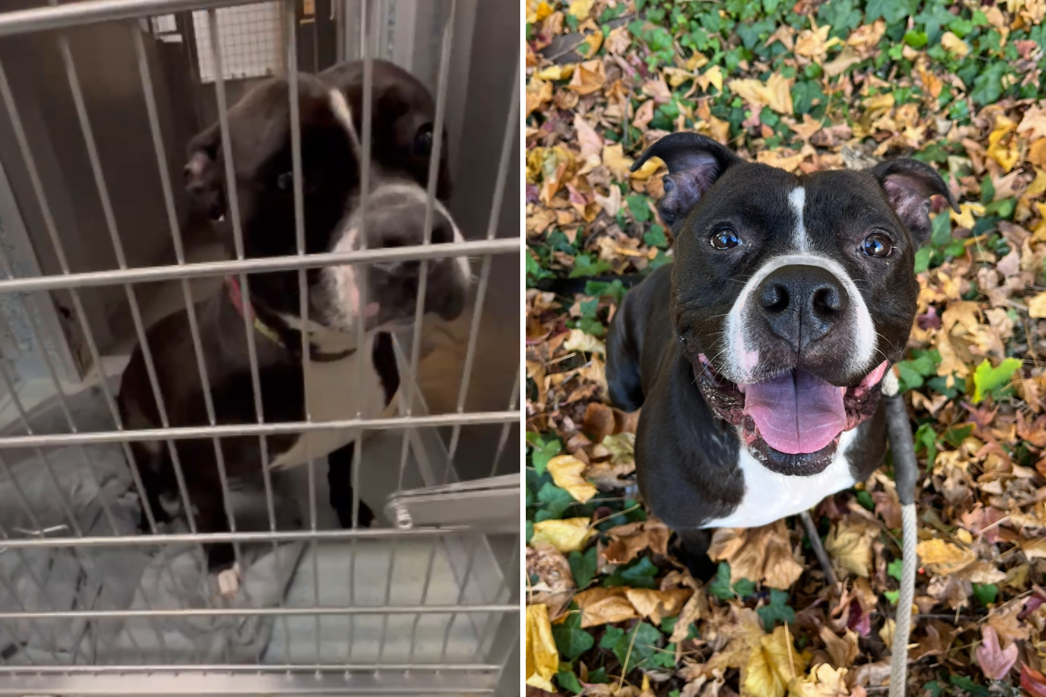 Dog Waiting 1,400 Days in Shelter Has Sweetest Reaction to Volunteer – ryan