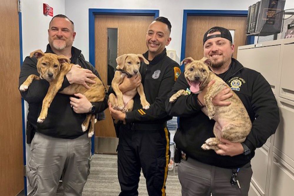 3 New Jersey Police Officers Rescue and Adopt Trio of Abandoned Puppies – ryan