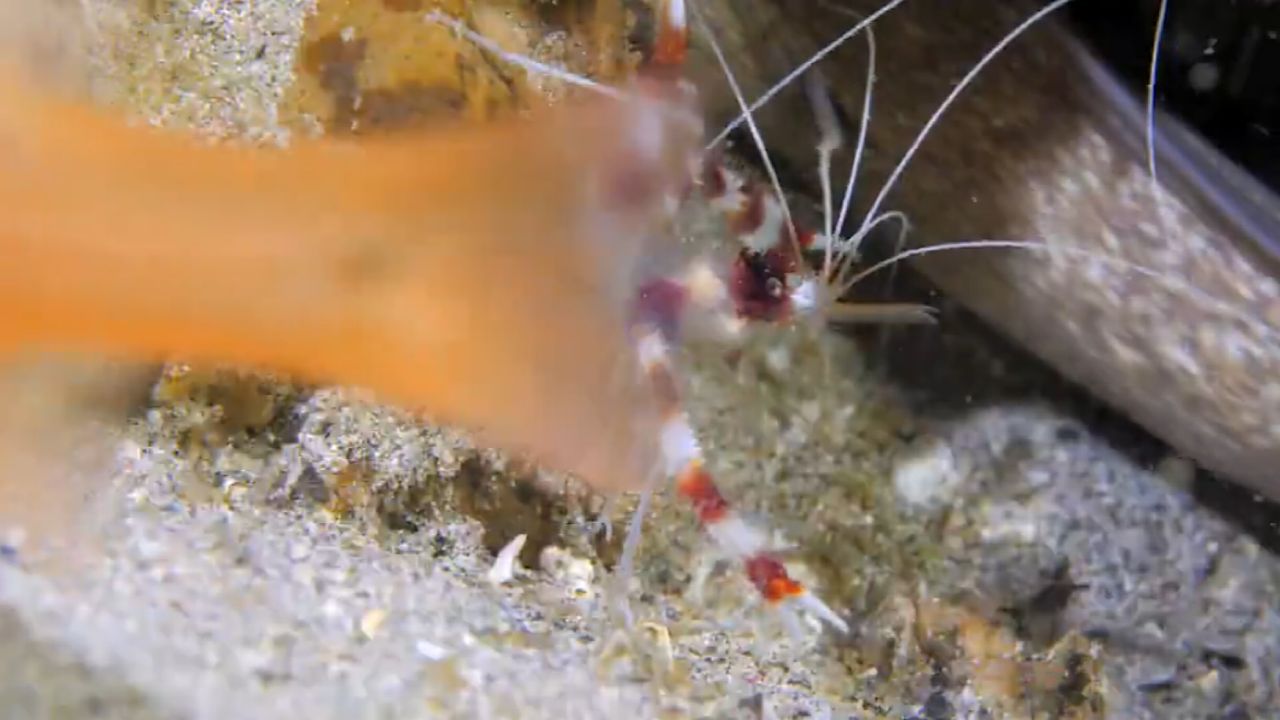 Wildlife emphasizes the importance of shrimp in preserving the health of marine organisms – ryan