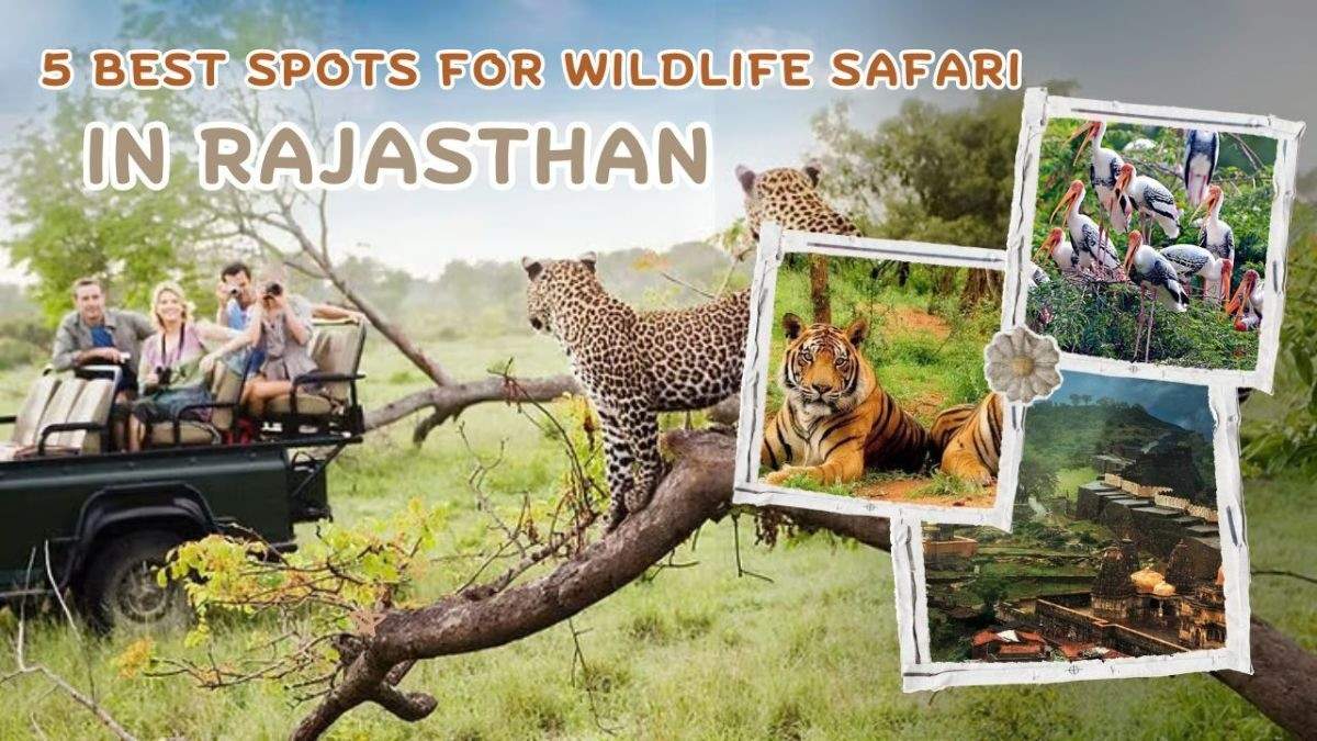 Wildlife Adventure must have complete fun with the adventure of wildlife, it is the best national park in Rajasthan, the right time and best root