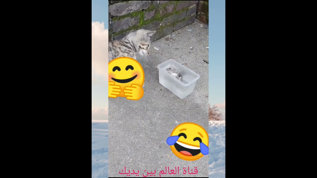 مشهد كوميدي 👍👍👍♥️♥️♥️من قناة الجوكر كوميديا https://www.youtube.com/@Samer748 – ryan