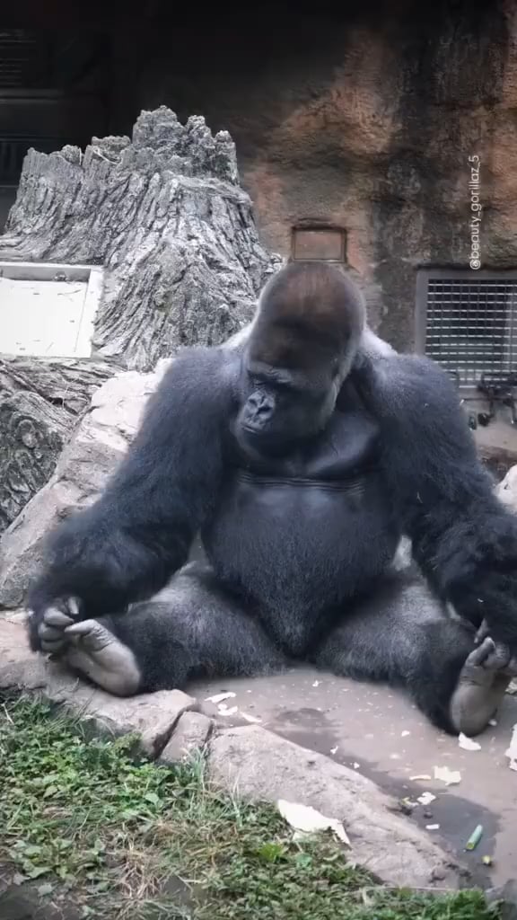 This gorilla dad loves spending time with his kids, but his missus does not allow it when they are too young, so he “abducts” them, forcing the mom into a harmless, playul chase. It’s sort of a family tradition, if he did it with all 3 of his kids