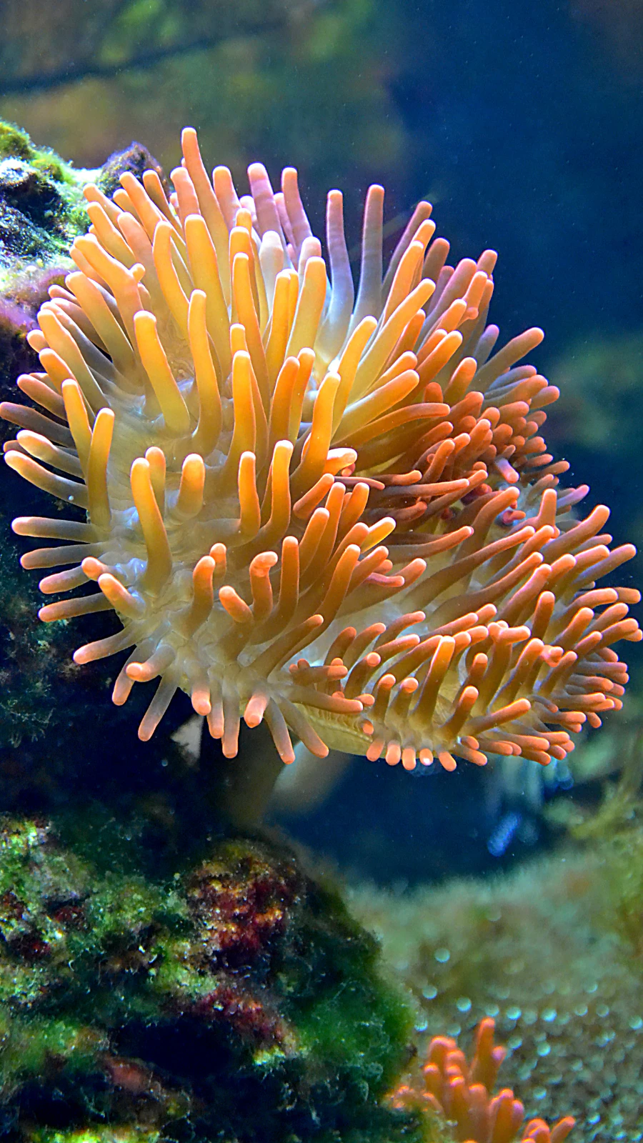 Corals’s colorful world turns white?