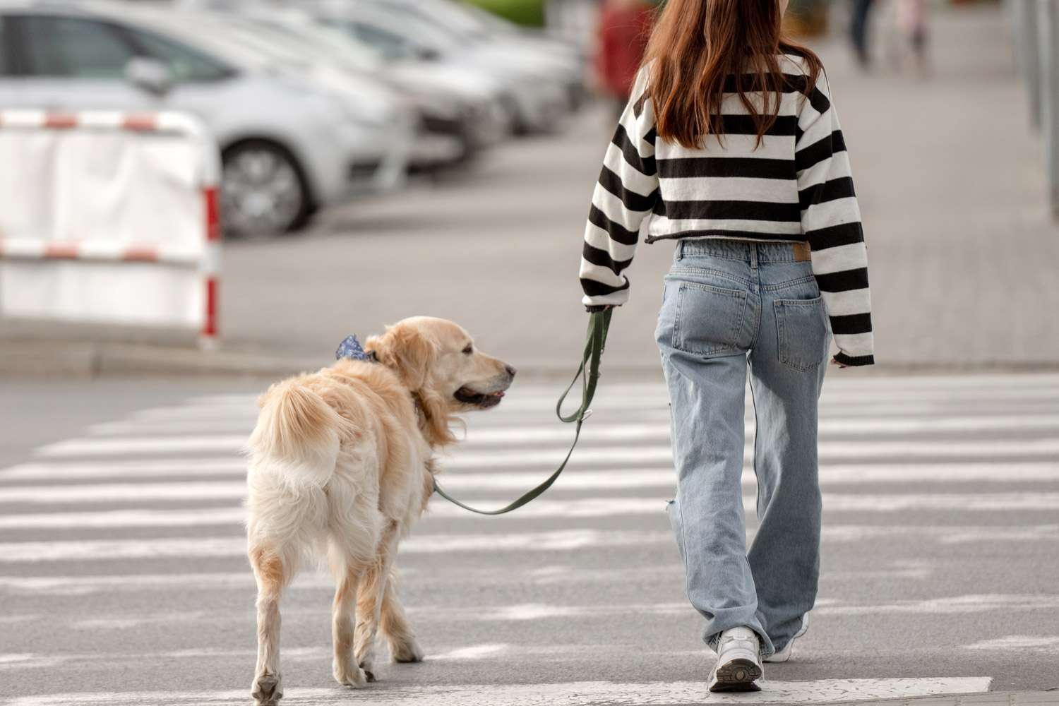 Woman Refuses to Walk Her Partner’s Dog Before Work — Here’s Why – ryan