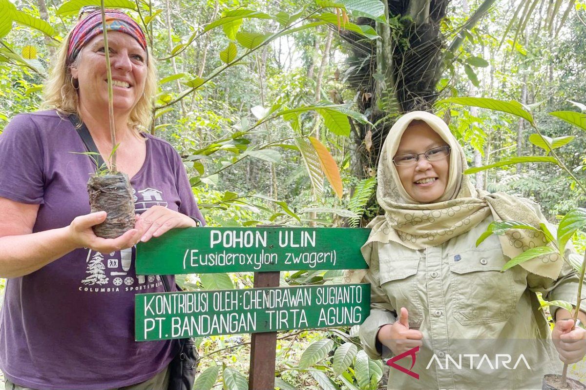 Indonesia, canada plant 100 rare Tree Seeds in South Kalimantan – ryan