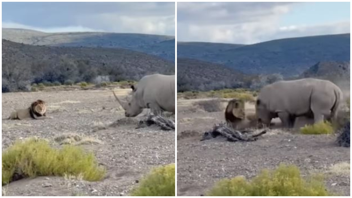 Viral Video | Three Lions Take on Gentle Giant Rhino; What Happens Next Cracks Up Internet – ryan