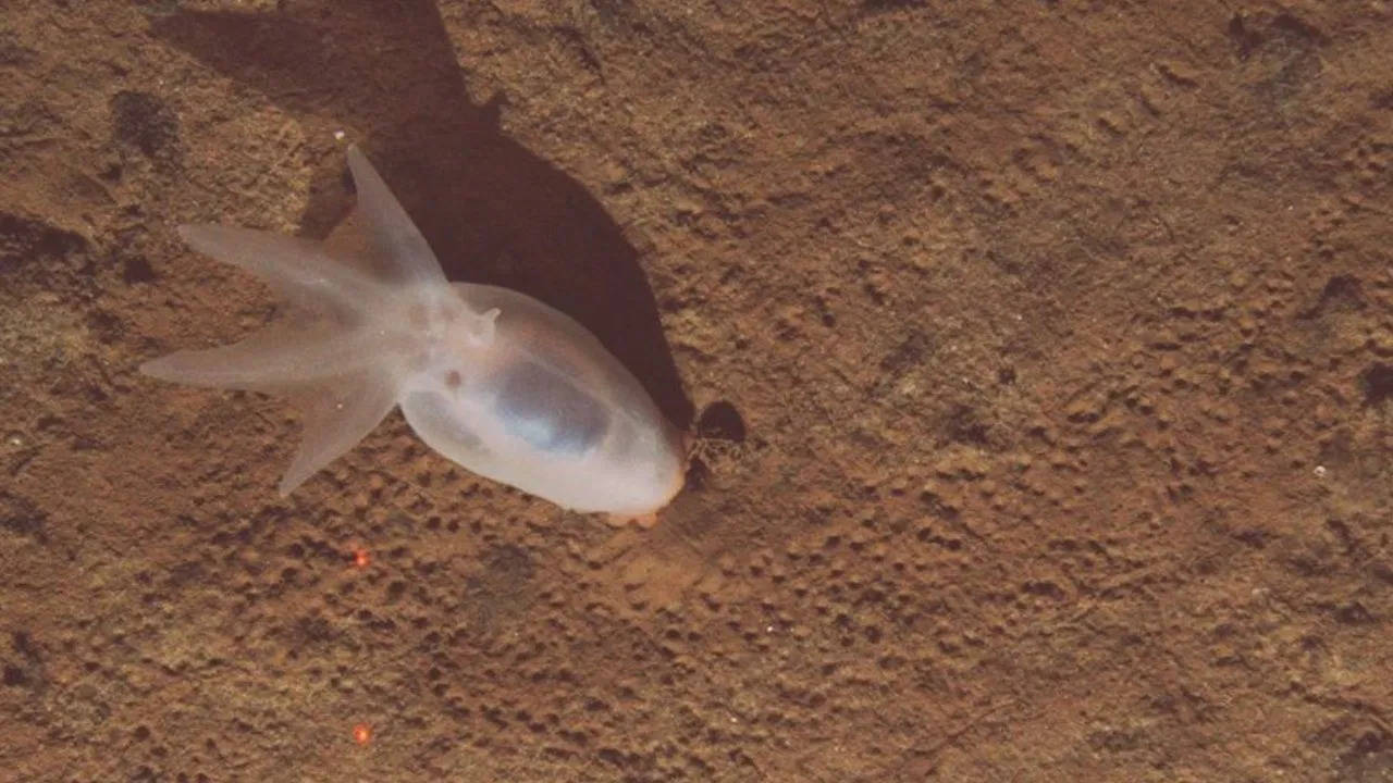 In the depths of the sea, scientists got a stranger to see it …..