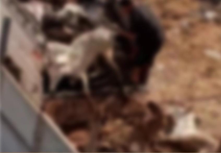 A shocking video of the slaughter of donkeys that ignite anger in Egypt and security intervene .. Video – ryan