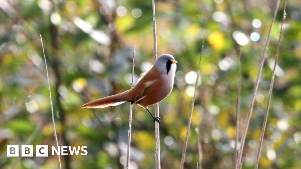 Washington Wetland Center’s New Habitat Created for Bearded Tits – ryan