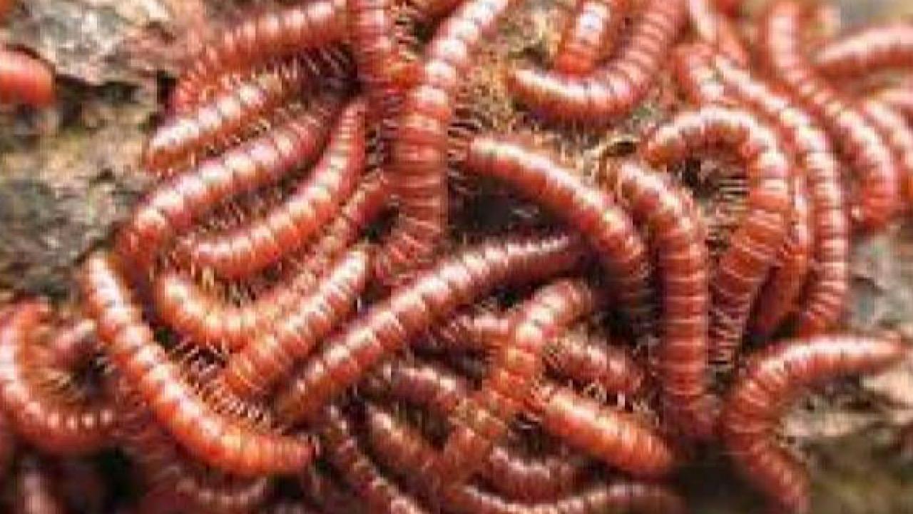 Mexican health reveals the first humanitarian disease of the spiral disease – ryan