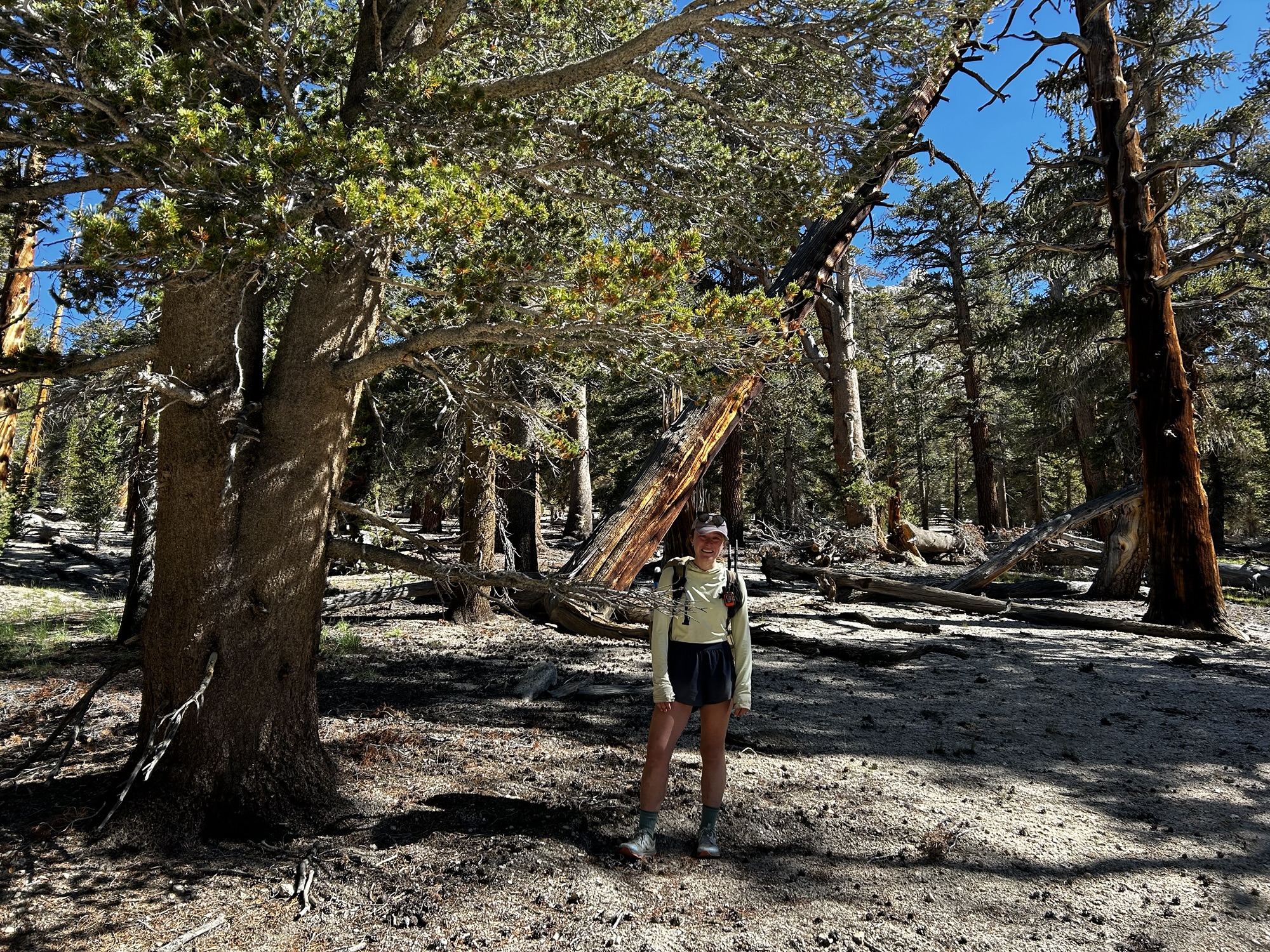 I completed my pct thru hike at a sequoia tree (an ode) – ryan