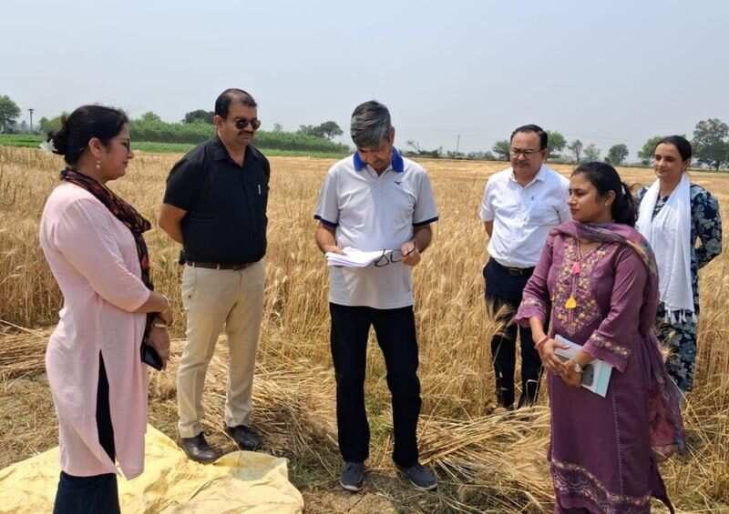 Purchase of wheat accelerates still increases a matter of concern