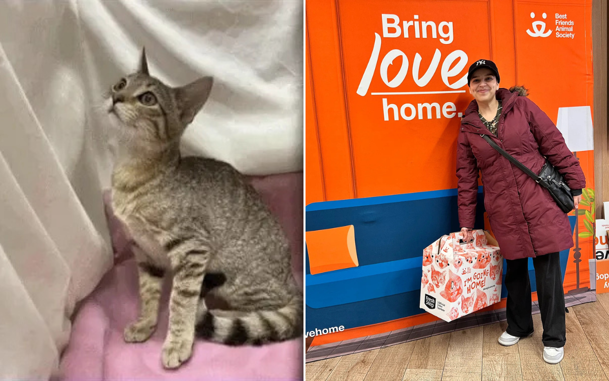 Stray Cat Found in Florida—Microchip Reveals Shocking Truth 1,100 Miles Away – ryan