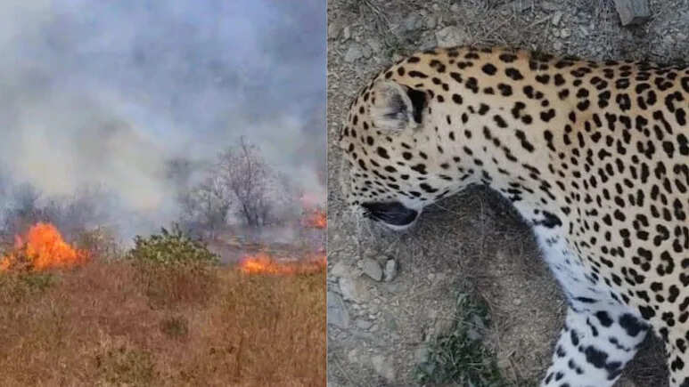 Panther burned in forest fire, half a body’s body found to extinguish the fire