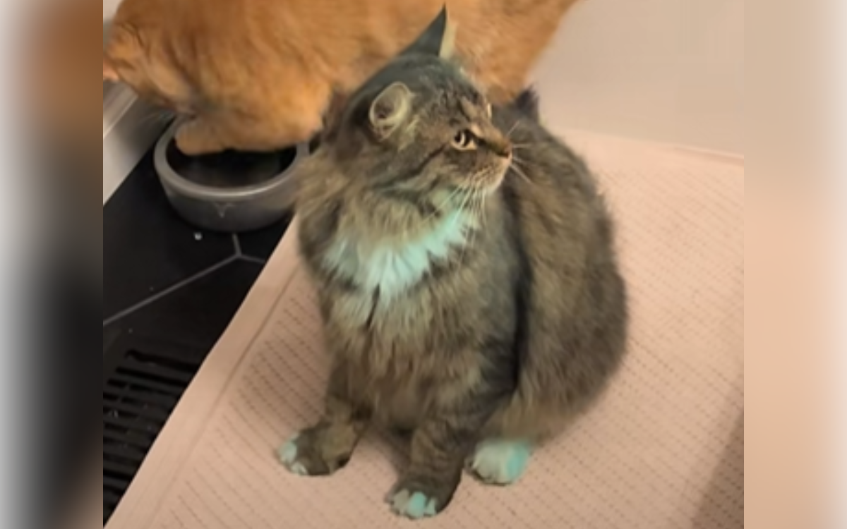 Owner Baffled As She Comes Home, Only To Discover Cat Has Turned Green – ryan