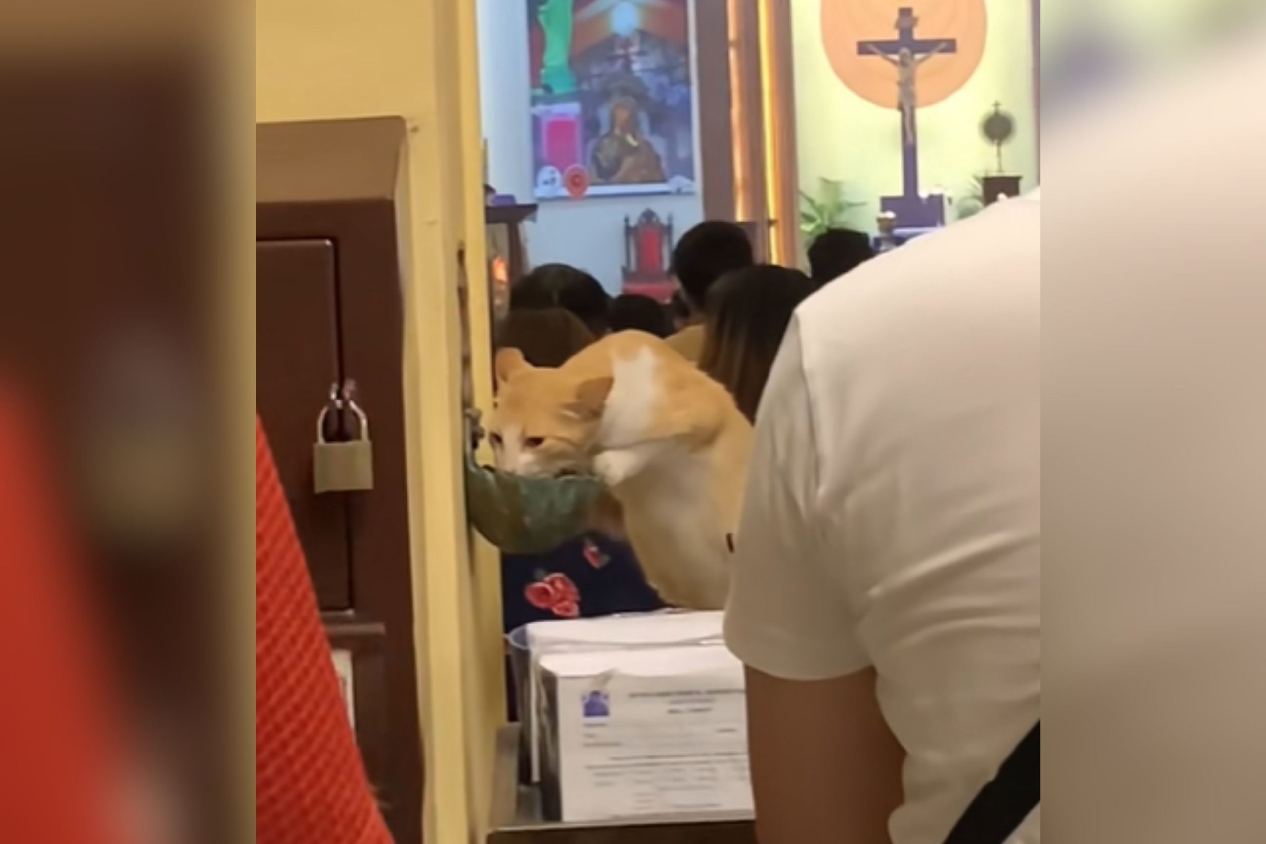 Hearts Break at What Cat Spotted Doing in Church: ‘Poor Baby’ – ryan