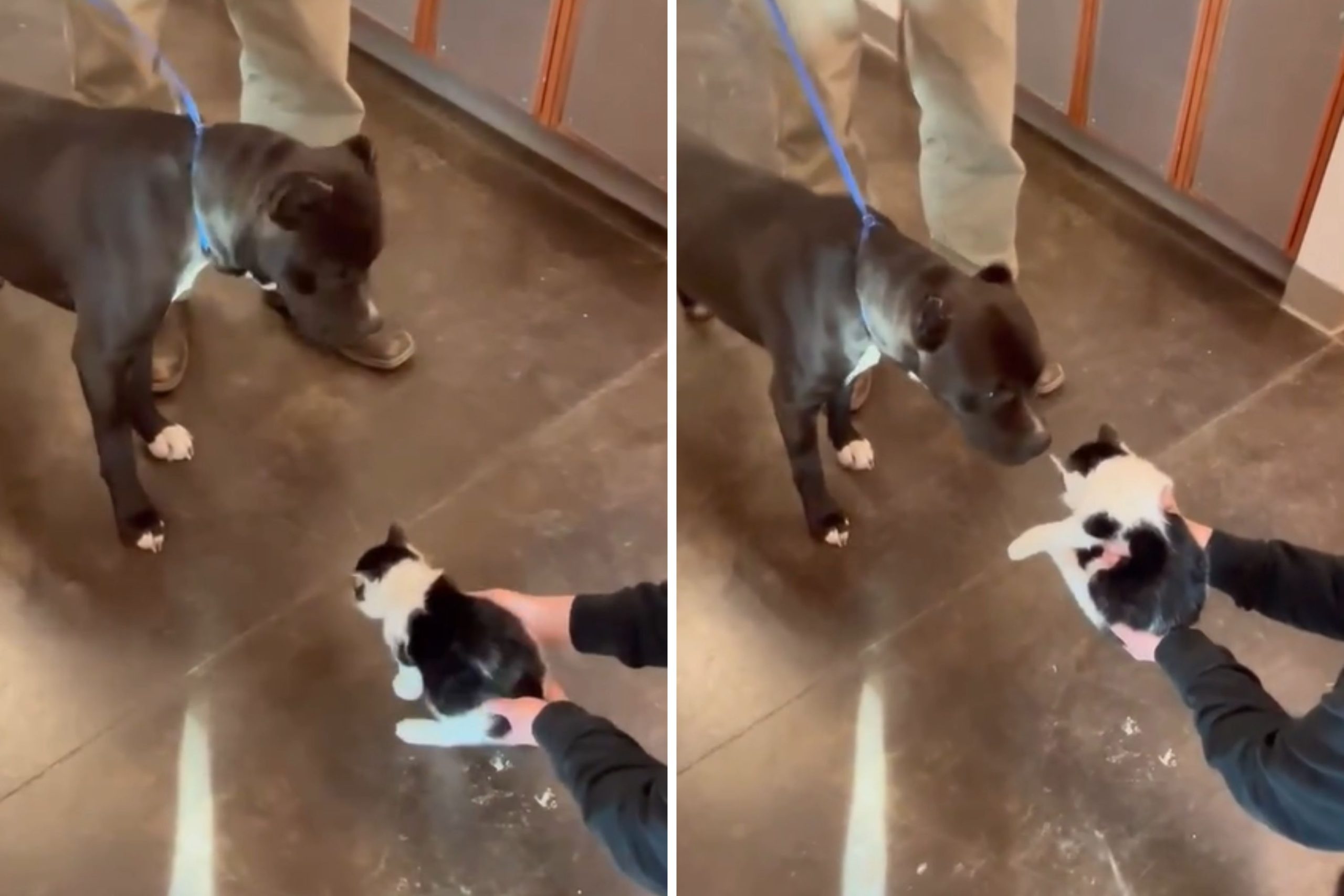 Shelter Dog About To Be Euthanized Saved at the ‘Last Second’ by One Test – ryan