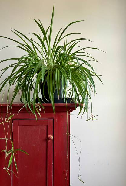 10 benefits associated with the erection of a spider plant at home