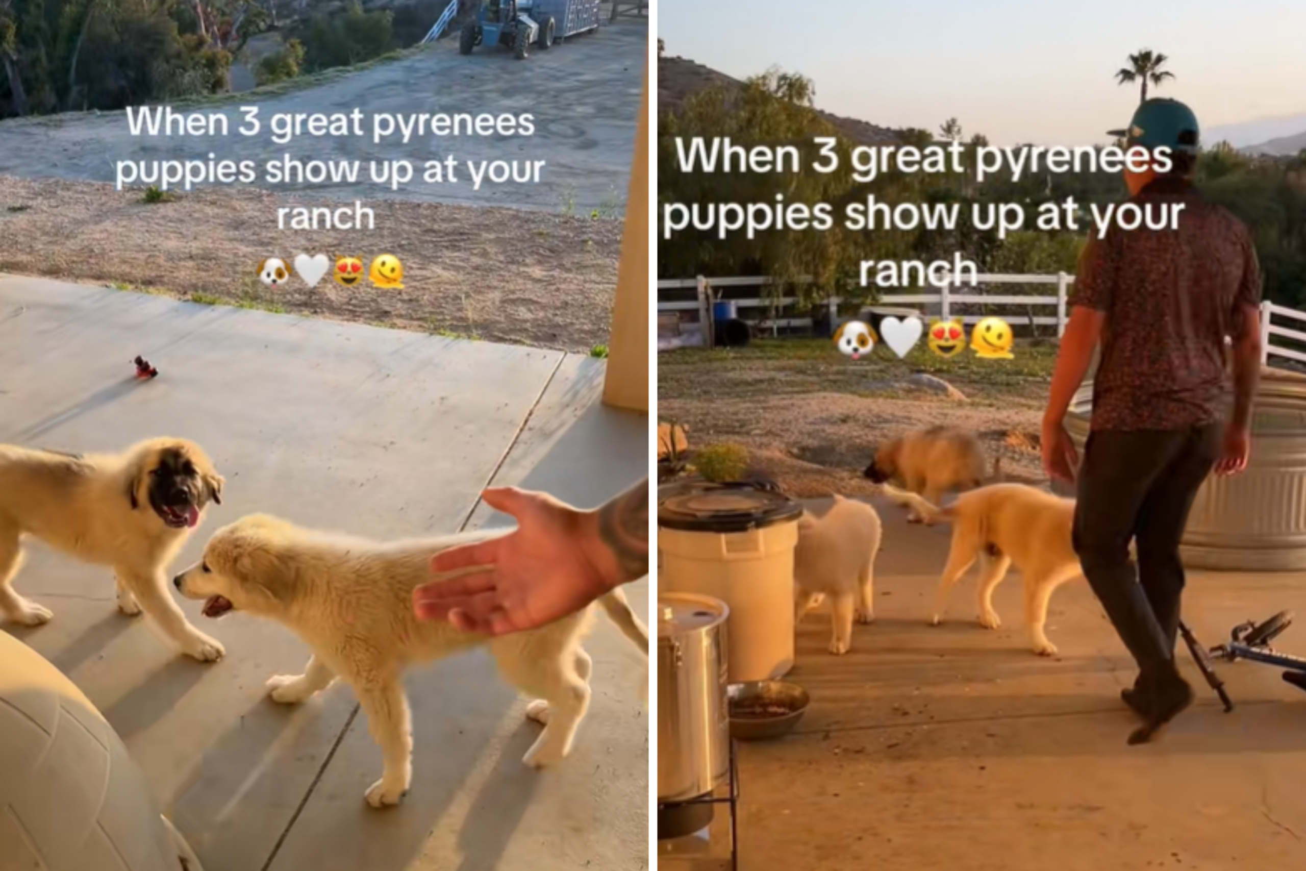 Couple Open Their Backdoor, Unprepared for Three Unexpected Guests in Yard – ryan