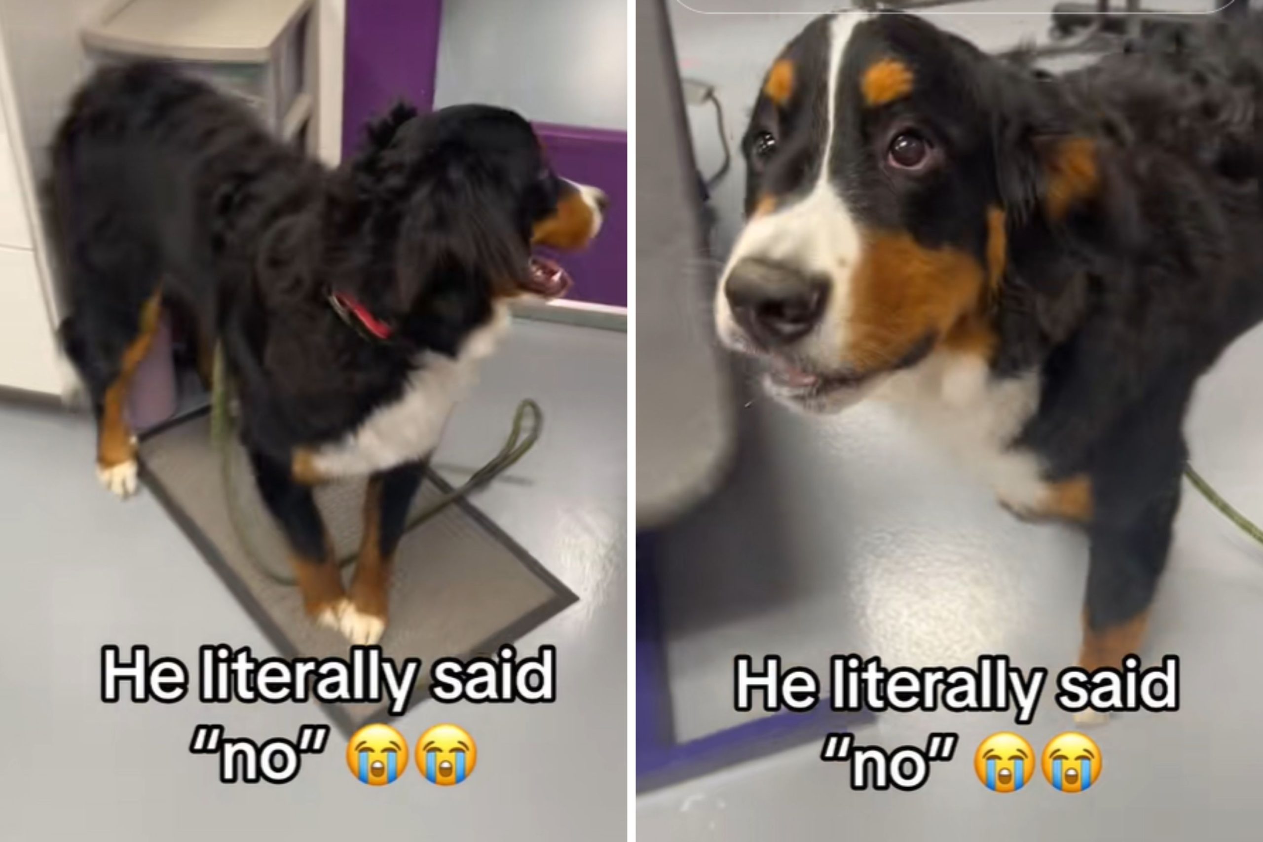 Bernese Mountain Dog Hailed ‘Boundary Setting King’ for Telling Groomer No – ryan